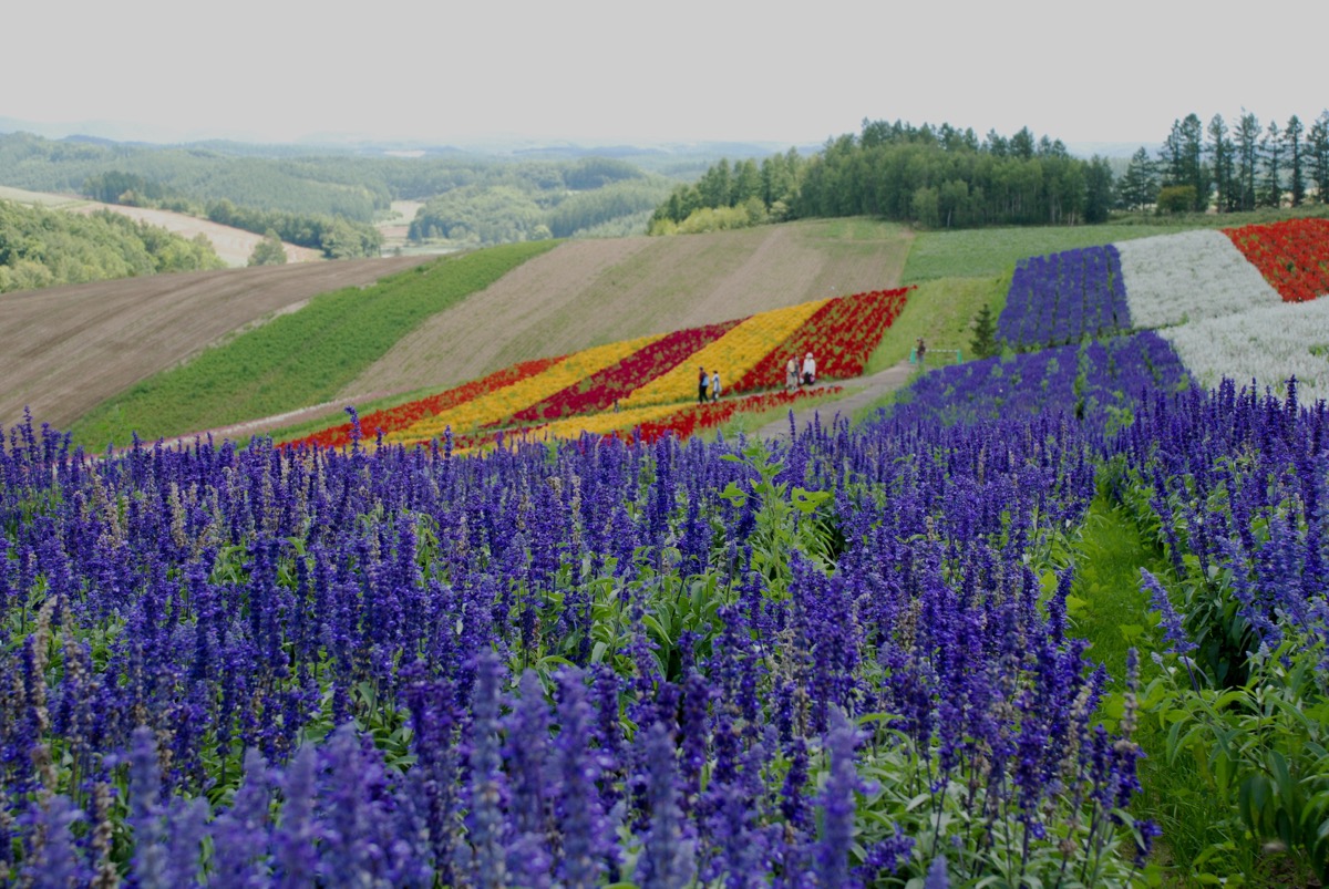 四季彩の丘 四季彩の丘 :: 一般社団法人 美瑛町観光協会